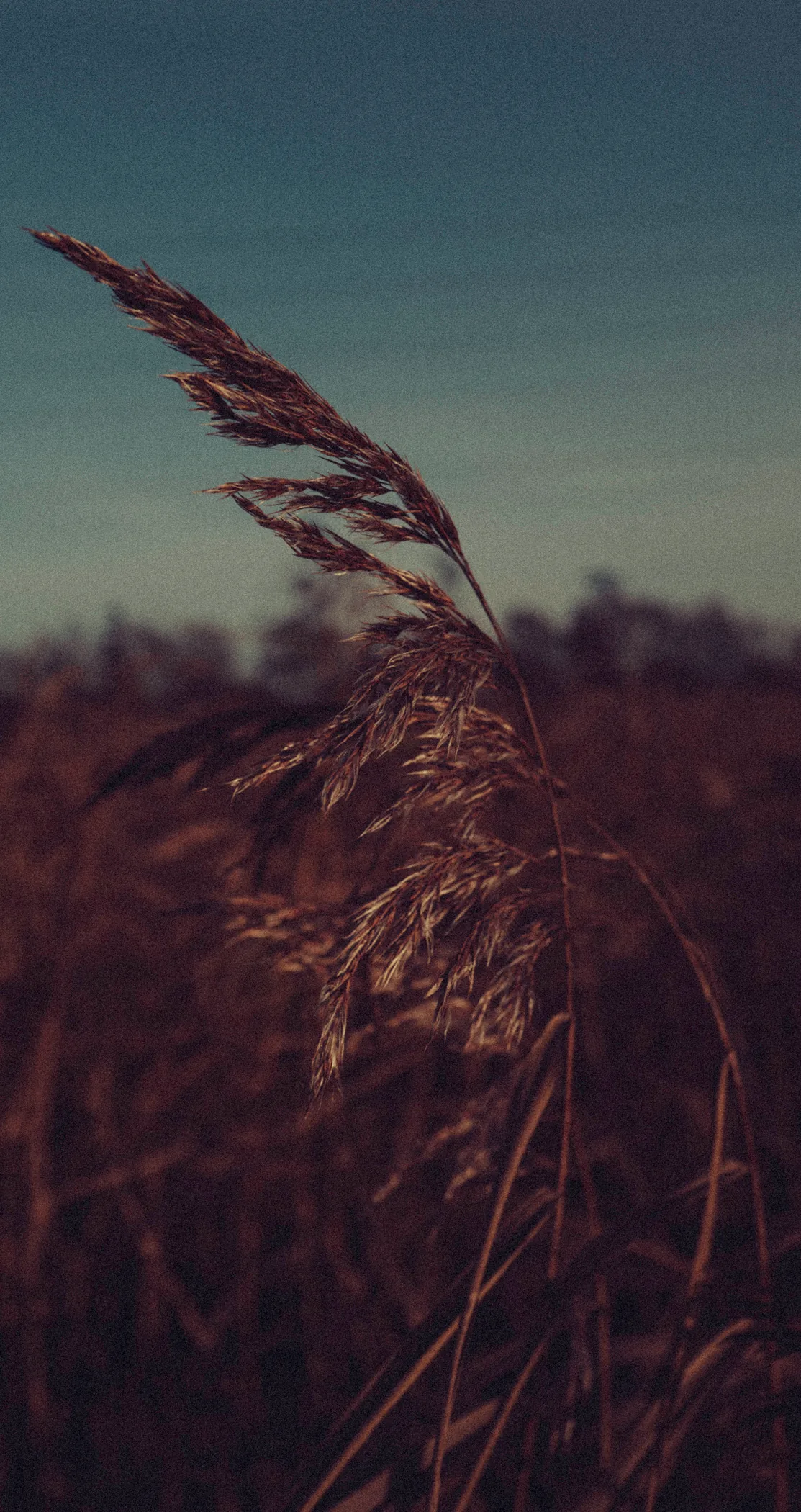A single reed head against a dark, grainy sky