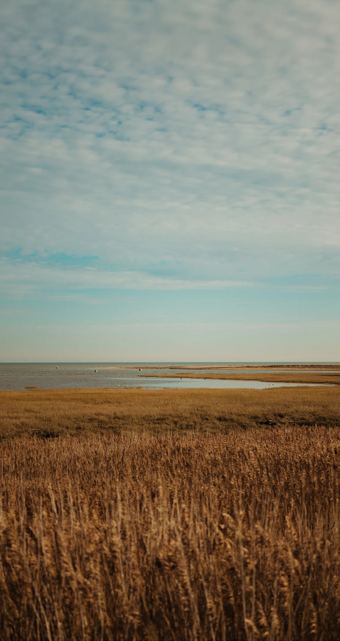 Golden saltmarsh grass beneath a clear sky, Margate