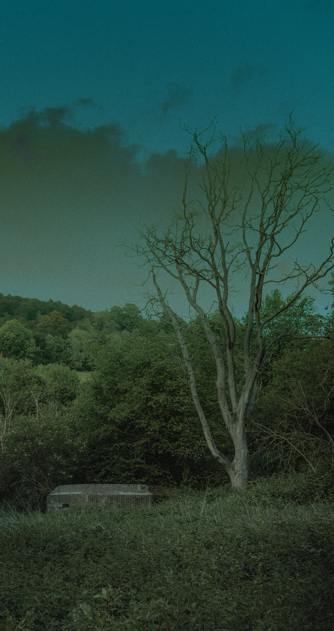 A bare tree against a teal dusk sky above wooded slopes, Box Hill