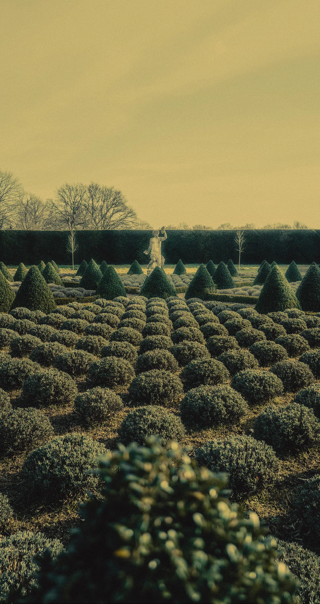 Box topiary parterre garden under a soft sky, Sweden